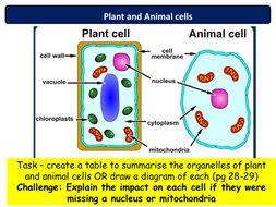 NEW AQA 2016 Biology Chapter 1 lesson 2 animal and plant cell theory ...