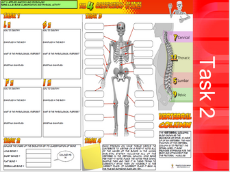 GCSE PE - Component 1 - Applied Anatomy and Physiology - Skeletal System