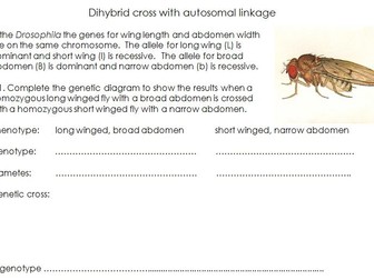 Dihybrid cross questions with and without linkages - AQA A Level Biology