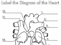 Four Human Biology Diagrams to Label - Heart, Lungs, Digestive System ...