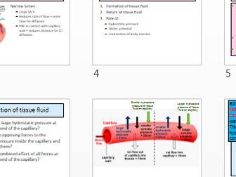 Tissue fluid A level Biology