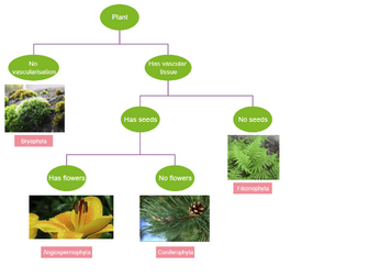 The Dichotomous Key.