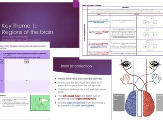 OCR A Level Psychology Biological Area Key Theme 1 Regions of the brain Bundle