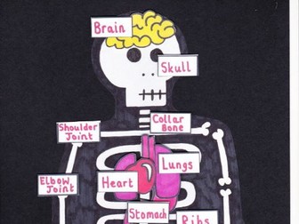 Label the skeleton activity - human body key stage one/two