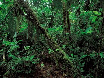 Rainforest Structure Flipchart