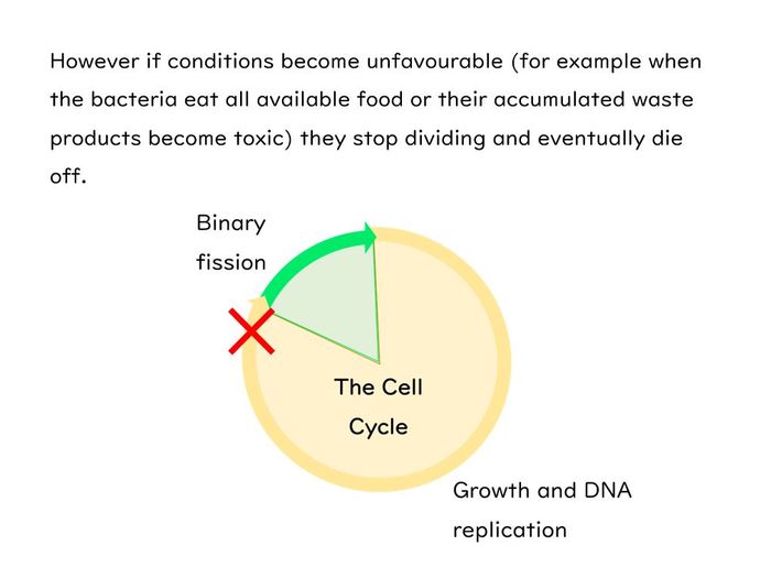 Binary Fission Slides And Worksheet (GCSE Biology AQA) | Teaching Resources