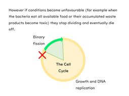 Binary Fission Slides and Worksheet (GCSE Biology AQA) | Teaching Resources