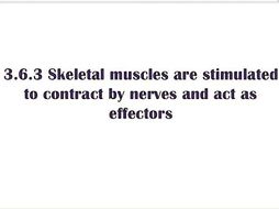 3.6.3 Skeletal muscles are stimulated to contract by nerves and act as effectors