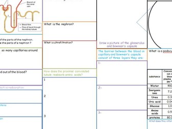 AS biology Kidney summary sheet