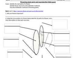 Flowering plant parts & reproduction web-quest Enrichment or review