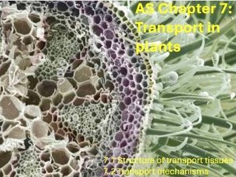 AS Biology: Transport in plants (Chapter 7)