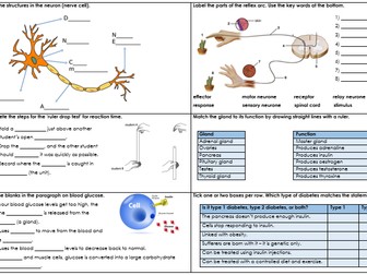 Revision Place mat - Homeostasis AQA GCSE