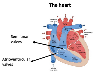 Heart and Circulation