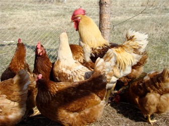 Chickens: Animals, Food, and Farming