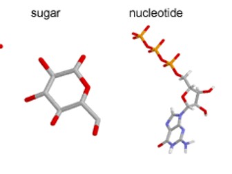 IGCSE TOPIC 4- BIOLOGICAL MOLECULES