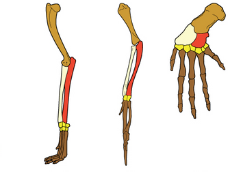 Evidence for evolution