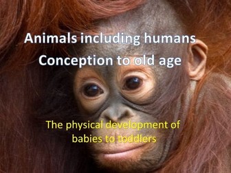THE PHYSICAL DEVELOPMENT OF BABIES TO TODDLERS