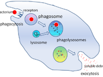 AQA A-level Immune response introduction and phagocytosis