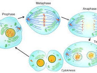 Mitosis cut and paste worksheet