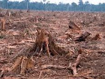 Primary Lessons on Deforestation –  Teaching Unit