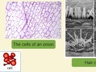 The Human body - Year 4 planning