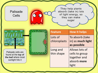 Specialised cells - KS3 Low Ability