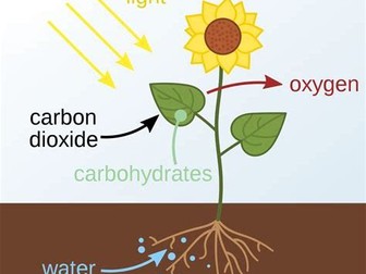 GCSE Biology - Photosynthesis - Whole Lesson