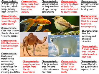 Adaptations- Differentiated Question Quadrant with information sheet