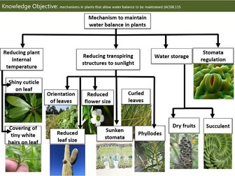 Adaptations in Endotherms, homeostasis, mechanism for plants