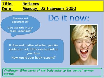 GCSE - Reflexes