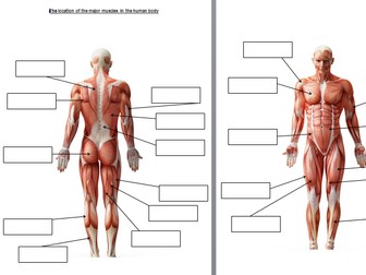 Muscle location worksheet