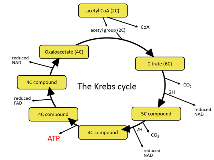 The Krebs Cycle (OCR A-level Biology) | Teaching Resources