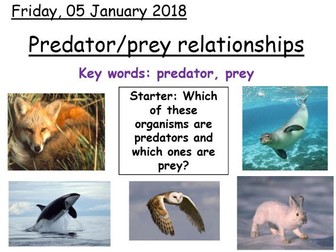 Year 7 Predator and prey relationships