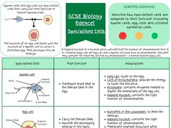 GCSE Biology Specialised Cells Revision Pack (Sperm, Egg and Cilliated epithelial cell +Questions)