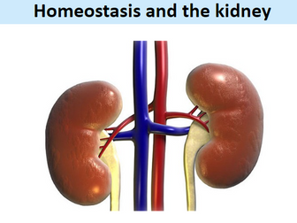 A-level Biology Homeostasis & Kidney