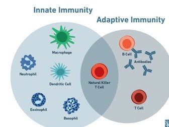 Unit 12 Diseases Assignment D - BTEC L3 Applied Science