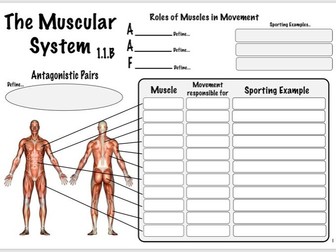 Muscular System GCSE PE (OCR 1.1.b) Revision Sheet