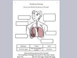 KS2 Science Function of the Lungs Labelling Worksheet with Fill in the ...