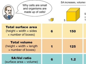 B2.3 Cell Specialisation REVISION
