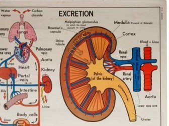 Excretion - Cambridge IGCSE Biology