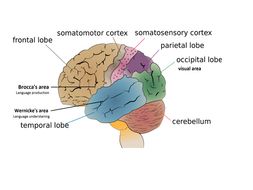 Localisation of function lesson | Teaching Resources