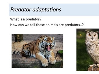 Adaptations - Full lesson, powerpoint. Ecology Ecosystems Lesson 2