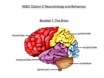 Booklet on The Brain