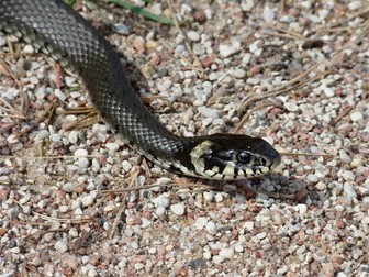 Snakes: Animals and Pets