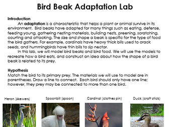 Bird Beak Adaptation Lab