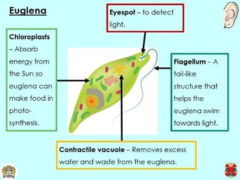 Y7 Activate - Unicellular organisms