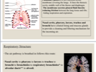 A level Edexcel Respiratory System PowerPoint