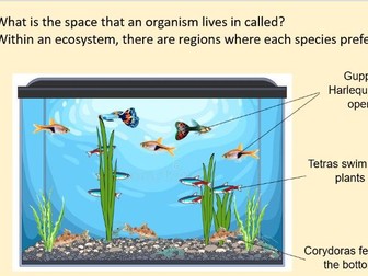 Ecosystems, Food Chains, and Food Webs