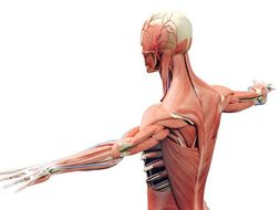 Applied anatomy and physiology: The structure of musculo-skeletal ...