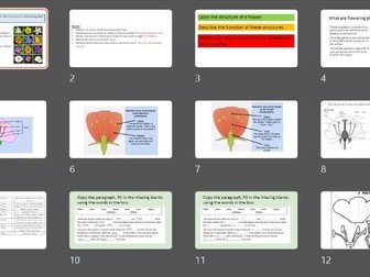 KS3 Parts of a flower flowering plant label